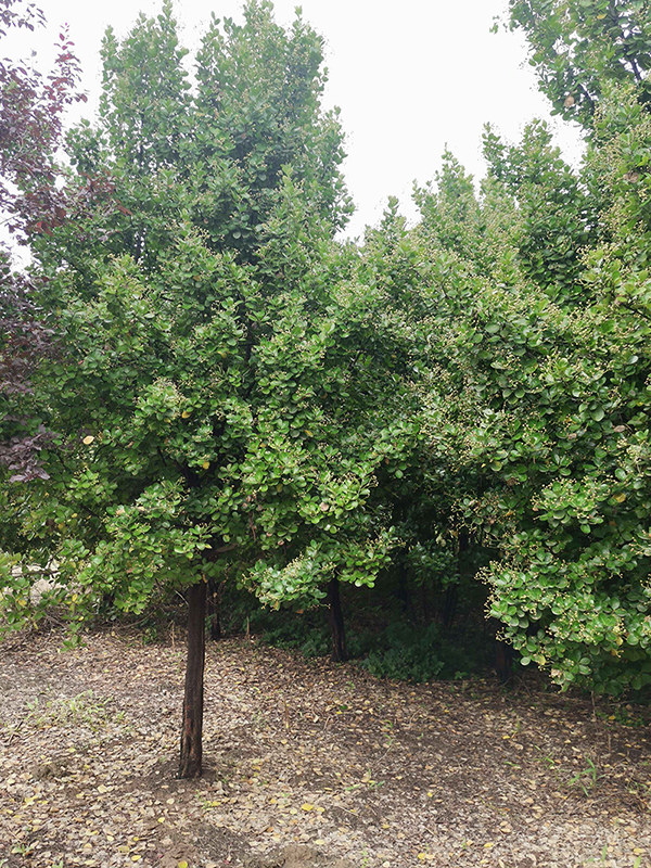 北海道黄杨树--地径8-10cm